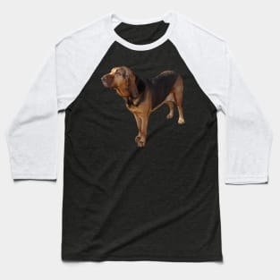 Bloodhound Baseball T-Shirt